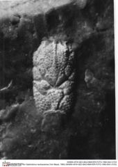 Historisches Foto von Gastrodorus neuhausense (Von Meyer, 1864) (NHMW-AFW-GEO-BACHMAYER-FOTO-1990-0041-0103)